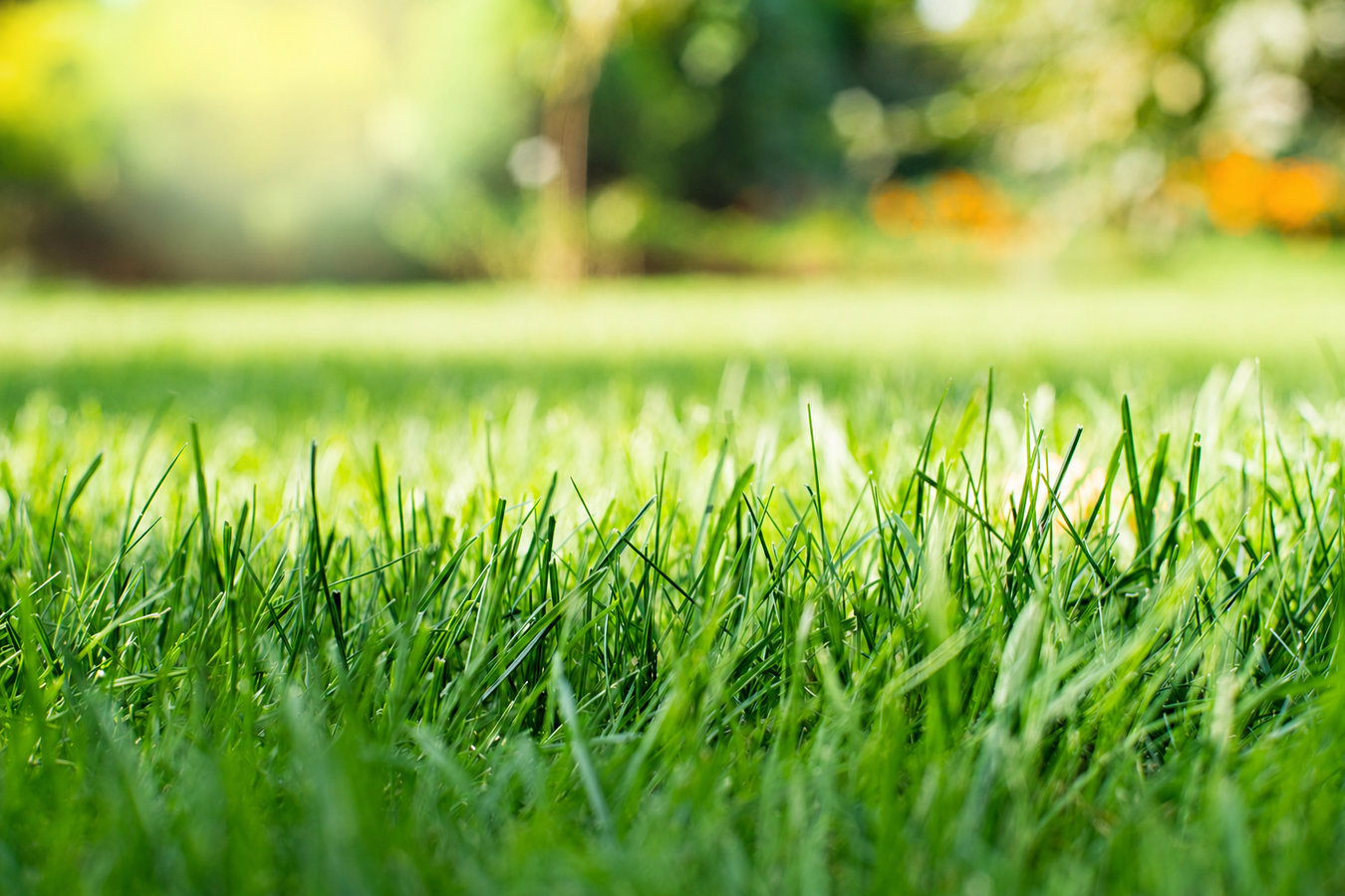 Drought-tolerant turf